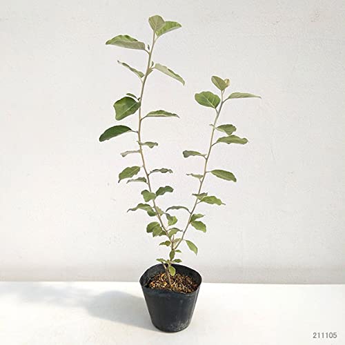 Amazon.co.jp: グミ：シマグミ3〜3.5号ポット[銀色の葉が美しい